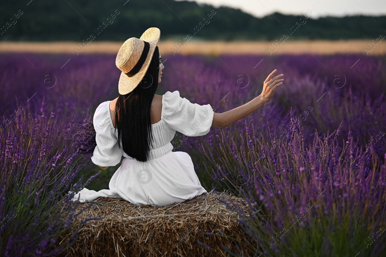 Photo of Woman sitting on hay bale in lavender field, back view