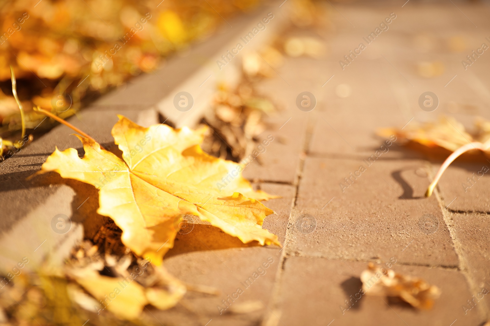 Photo of Pavement with beautiful bright leaves in park, closeup. Autumn season