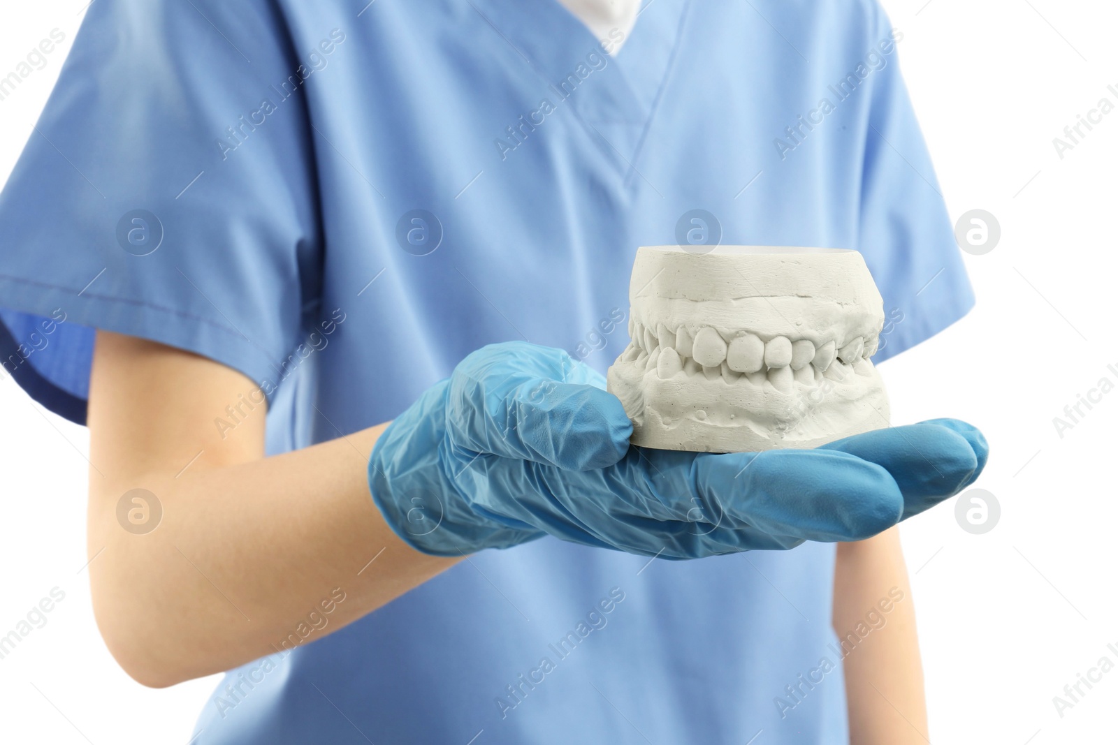 Photo of Doctor holding dental model with jaws on white background, closeup. Cast of teeth