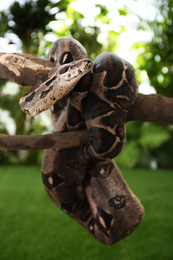 Photo of Brown boa constrictor on tree branch outdoors