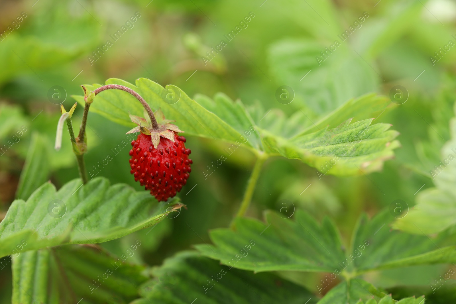 Photo of Ripe wild strawberry growing outdoors, space for text. Seasonal berries