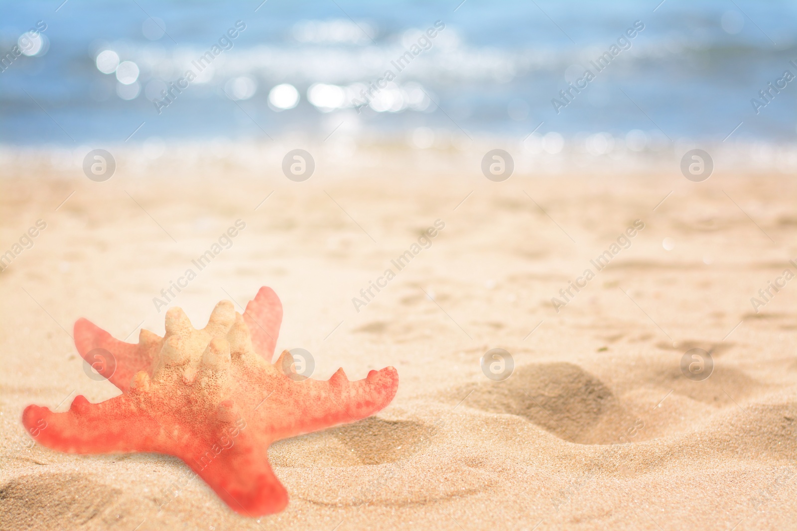 Image of Starfish on sandy beach near sea, space for text