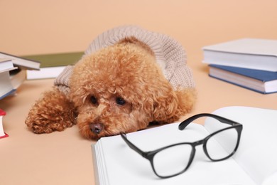 Cute Maltipoo dog in knitted sweater surrounded by many books on beige background