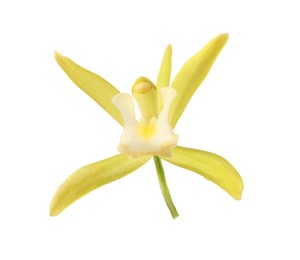 Photo of Yellow vanilla orchid flower isolated on white