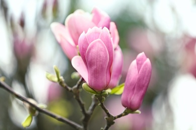 Magnolia tree with beautiful flowers outdoors, closeup. Amazing spring blossom