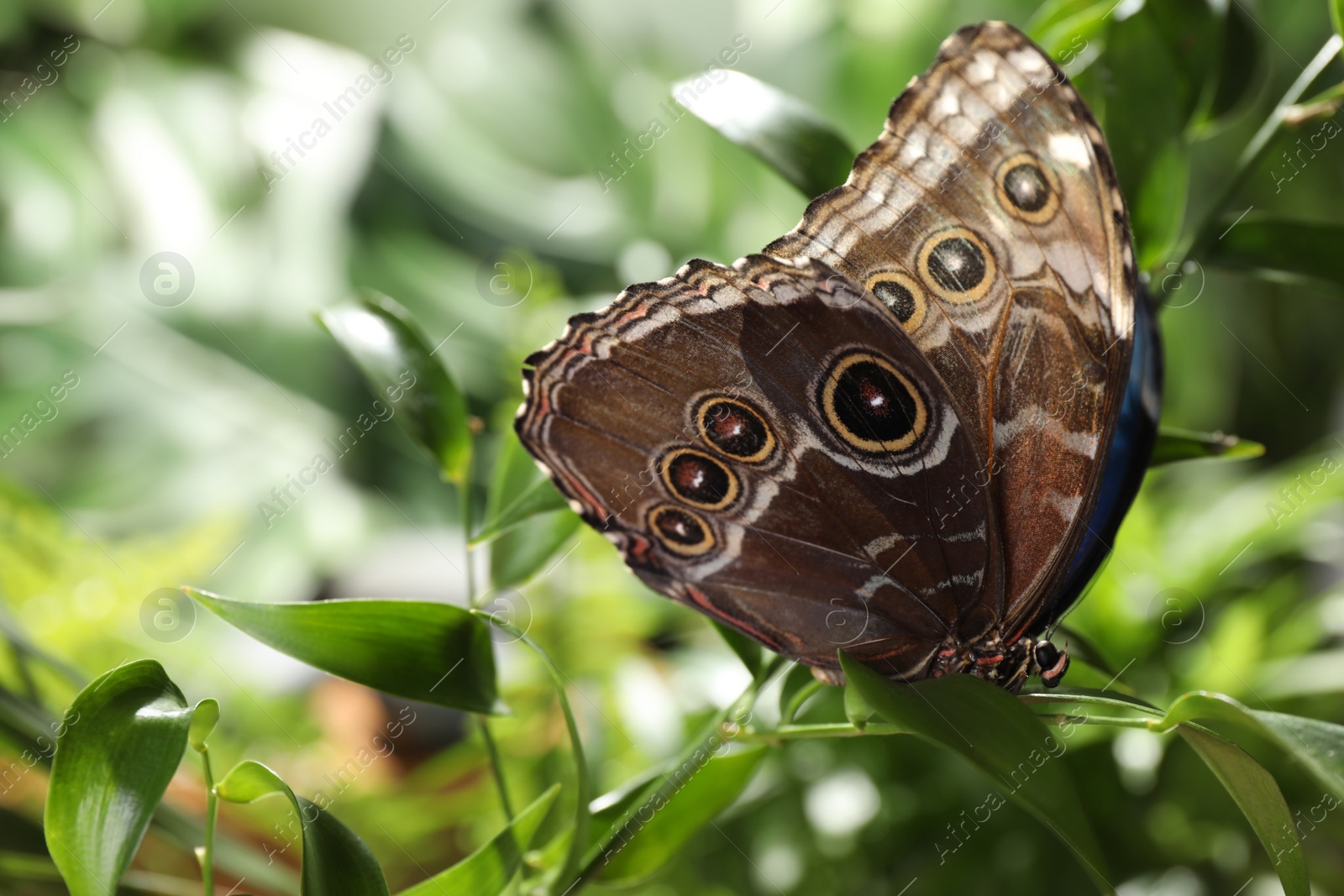 Photo of Beautiful common morpho butterfly on green plant in garden