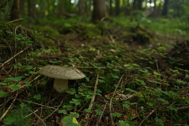 Photo of Wild mushroom growing among green plants in forest