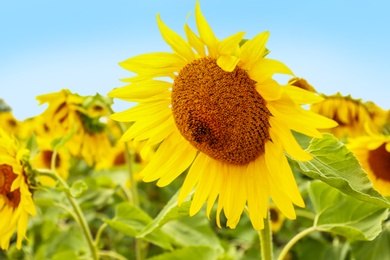 Photo of Field of yellow sunflowers on summer day, closeup