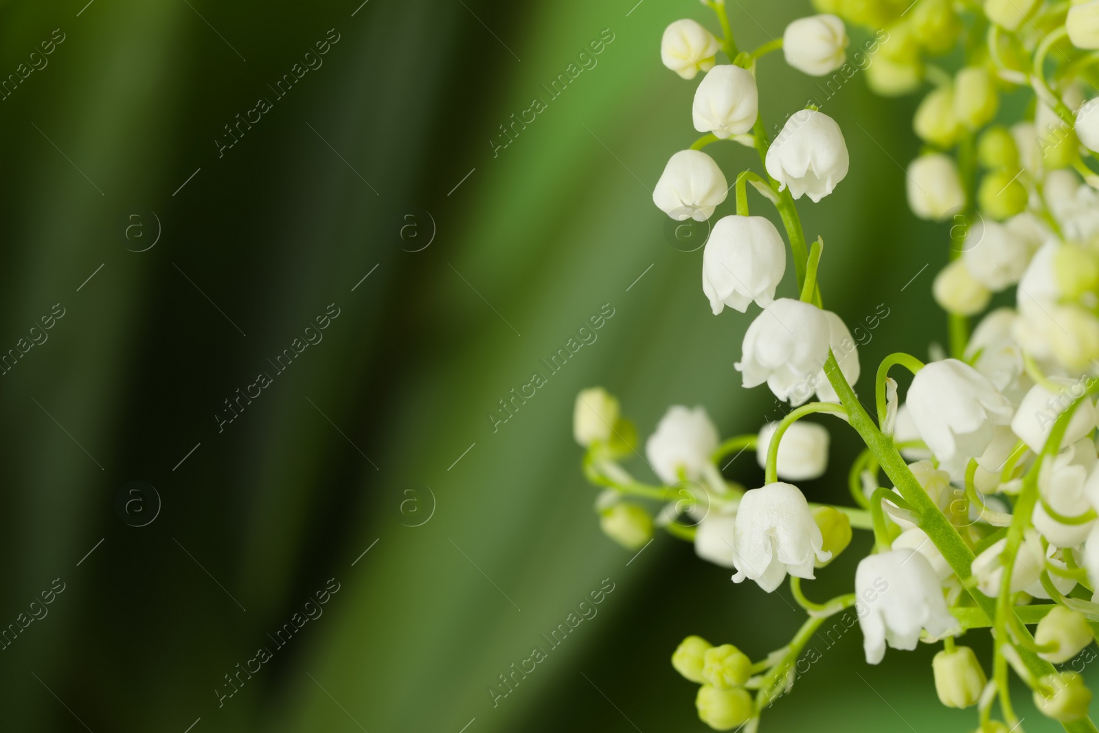 Photo of Beautiful lily of the valley flowers on green background, closeup. Space for text