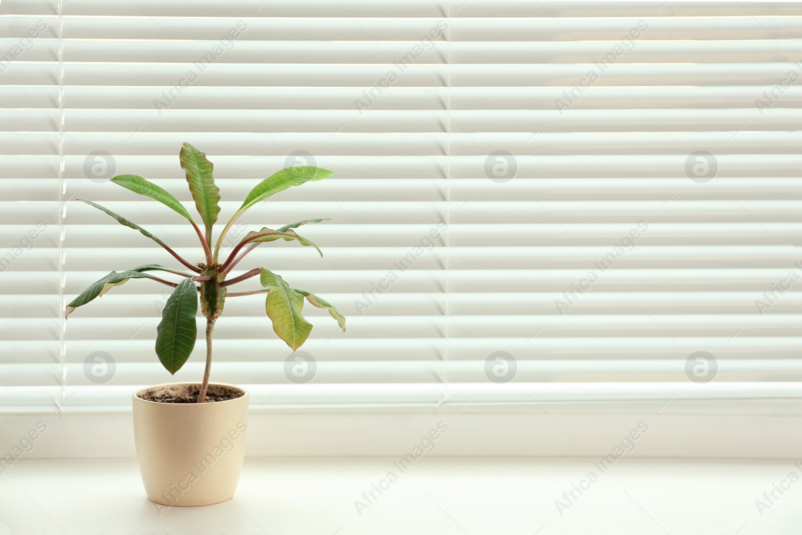 Photo of Beautiful potted plant on sill near window blinds, space for text