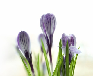 Beautiful spring crocus flowers on blurred background, space for text