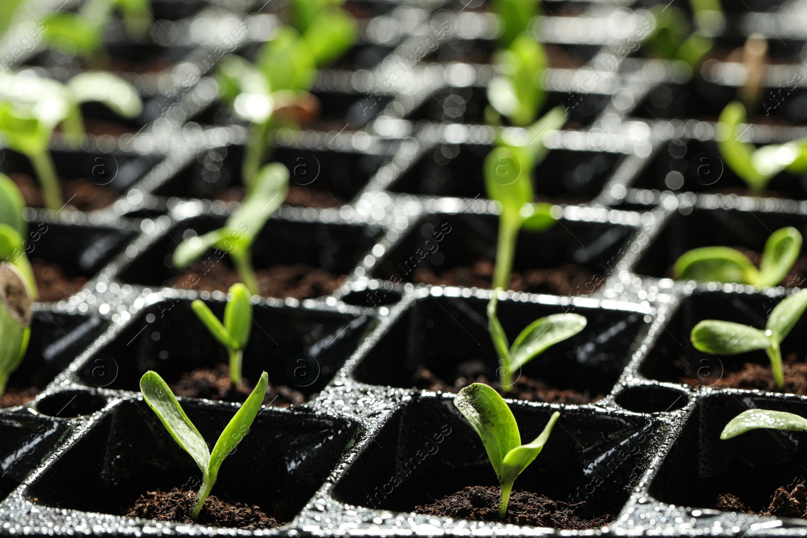 Photo of Seedling tray with young vegetable sprouts, closeup