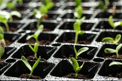 Photo of Seedling tray with young vegetable sprouts, closeup