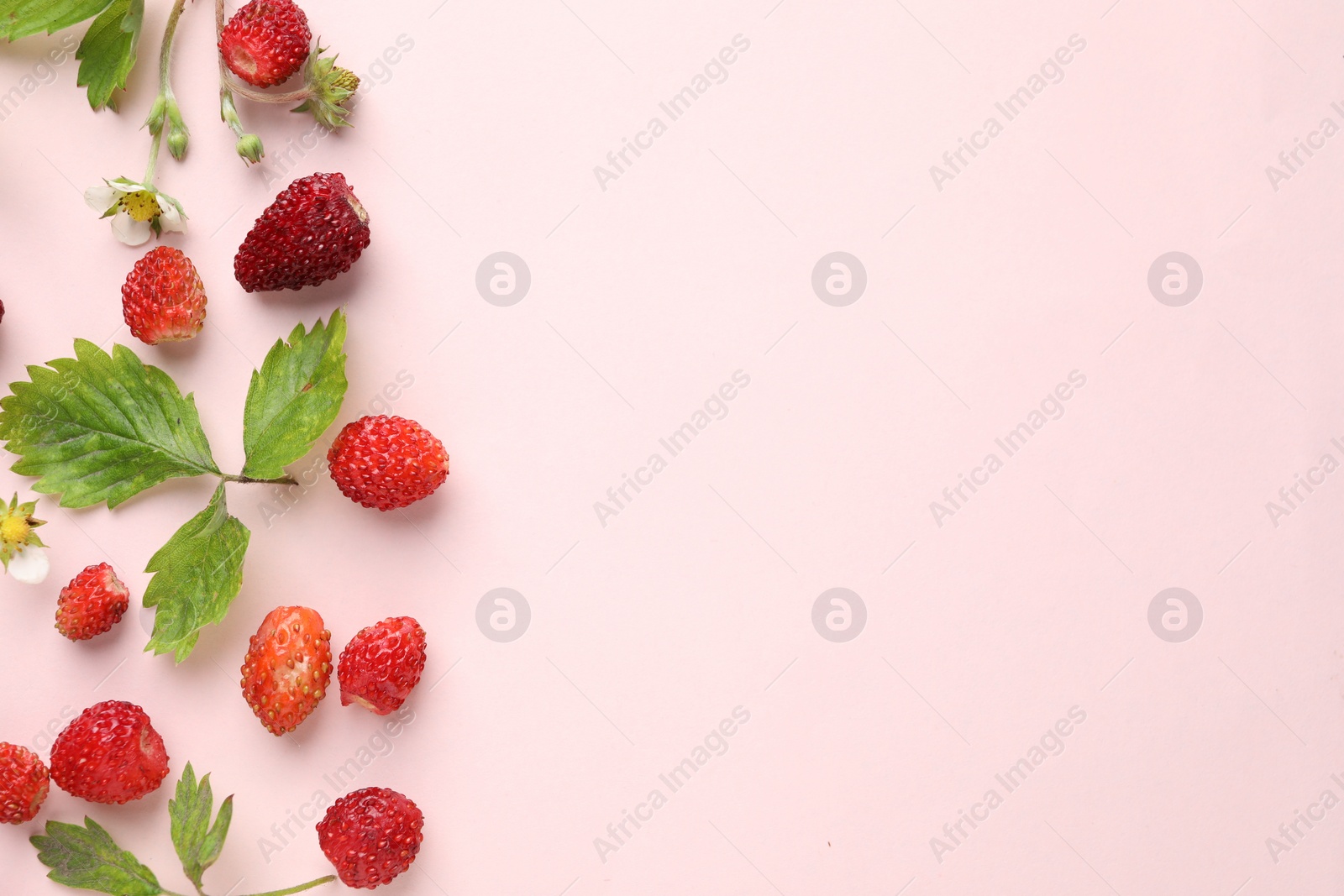 Photo of Many fresh wild strawberries and leaves on beige background, flat lay. Space for text