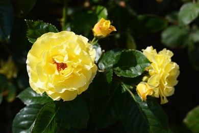 Beautiful yellow rose flowers blooming outdoors, closeup