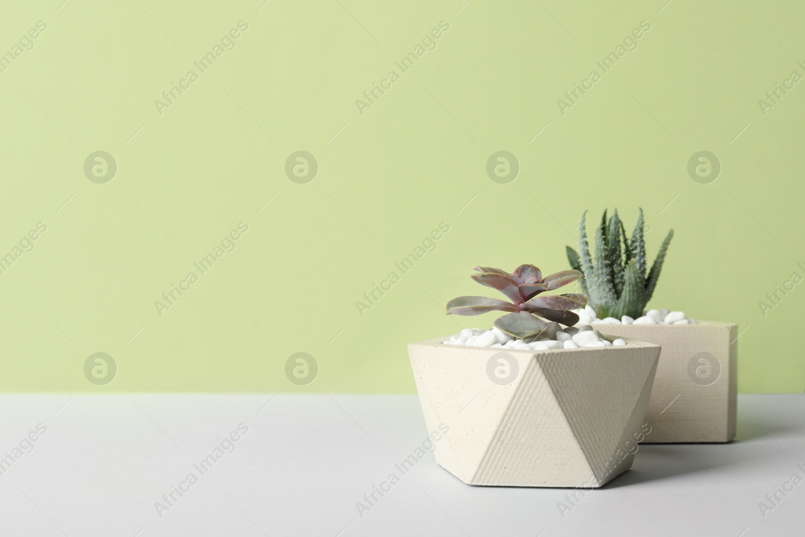 Photo of Beautiful succulent plants in stylish flowerpots on table against green background, space for text. Home decor