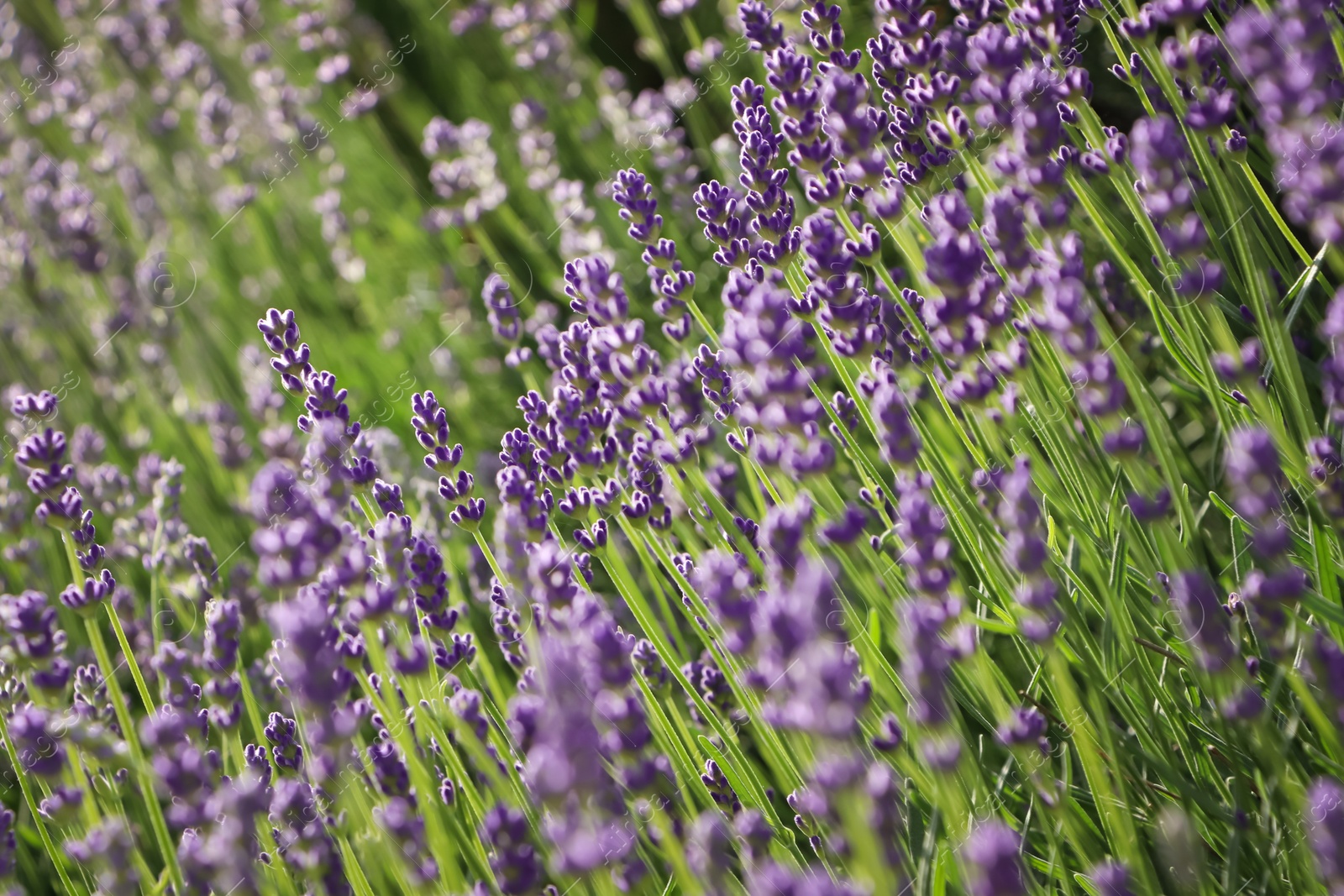 Photo of Beautiful blooming lavender plants in field on sunny day, closeup