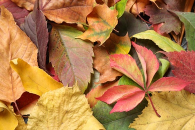 Photo of Colorful autumn leaves as background, top view