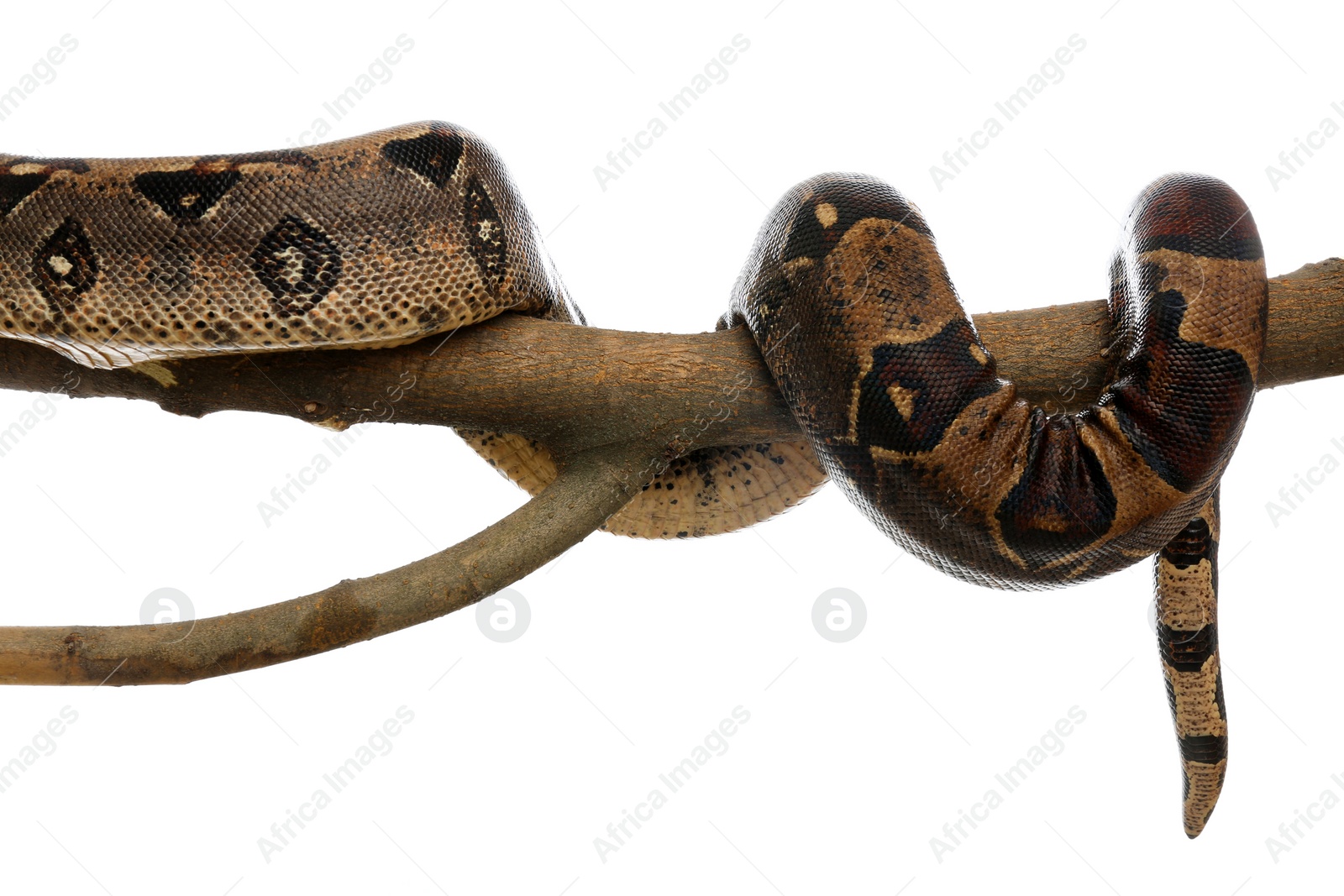 Photo of Brown boa constrictor on tree branch against white background