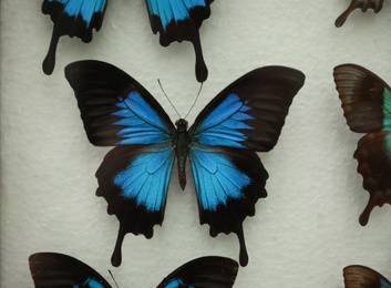 Photo of Beautiful Papilio ulysses telegonus butterfly on white background