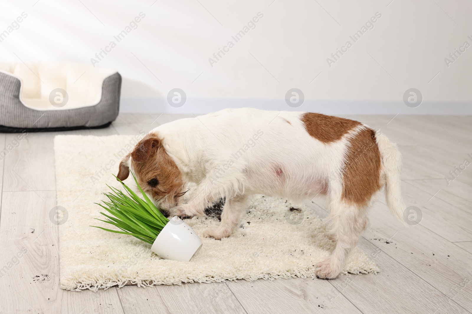 Photo of Cute dog near overturned houseplant on rug indoors