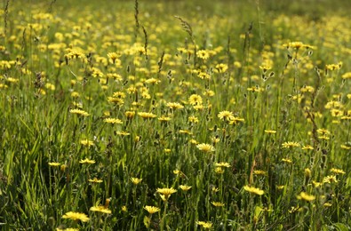 Photo of Beautiful flowers growing in meadow on sunny day