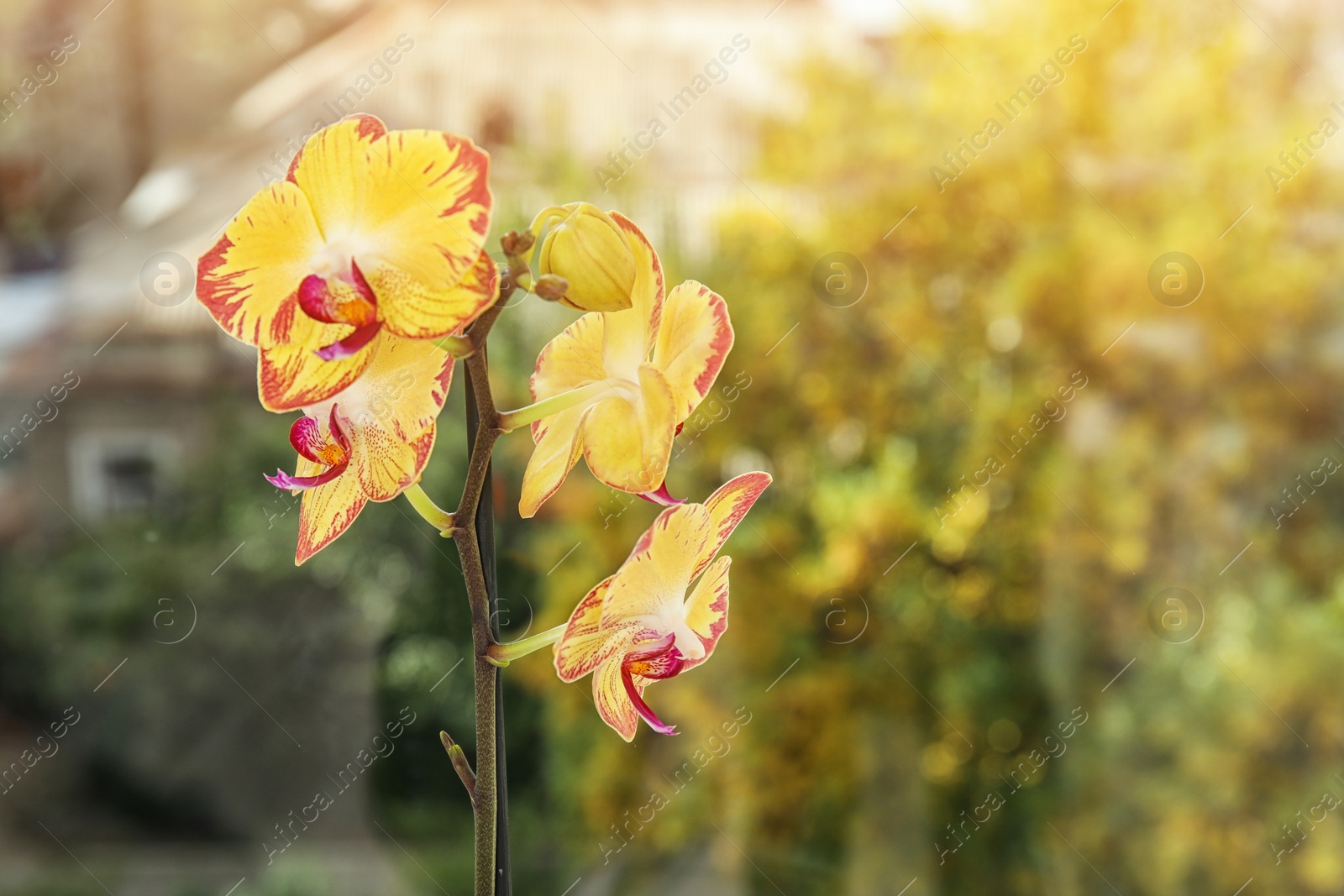 Photo of Beautiful tropical orchid flower near window glass, closeup. Space for text