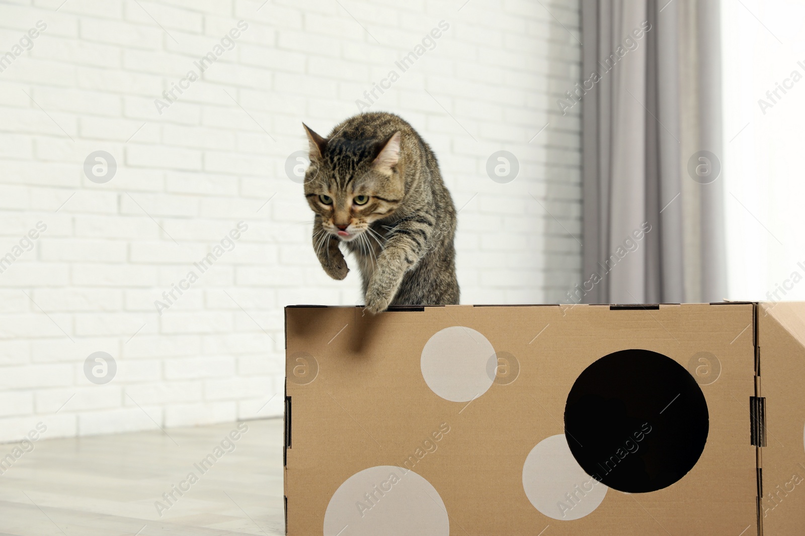 Photo of Cute tabby cat jumping out of cardboard house in room. Friendly pet