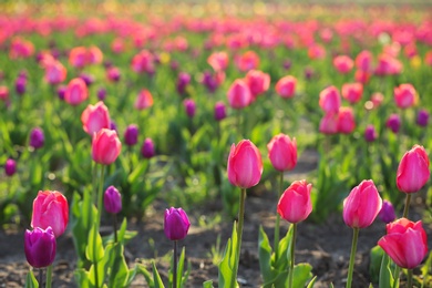 Field with fresh beautiful tulips, space for text. Blooming spring flowers