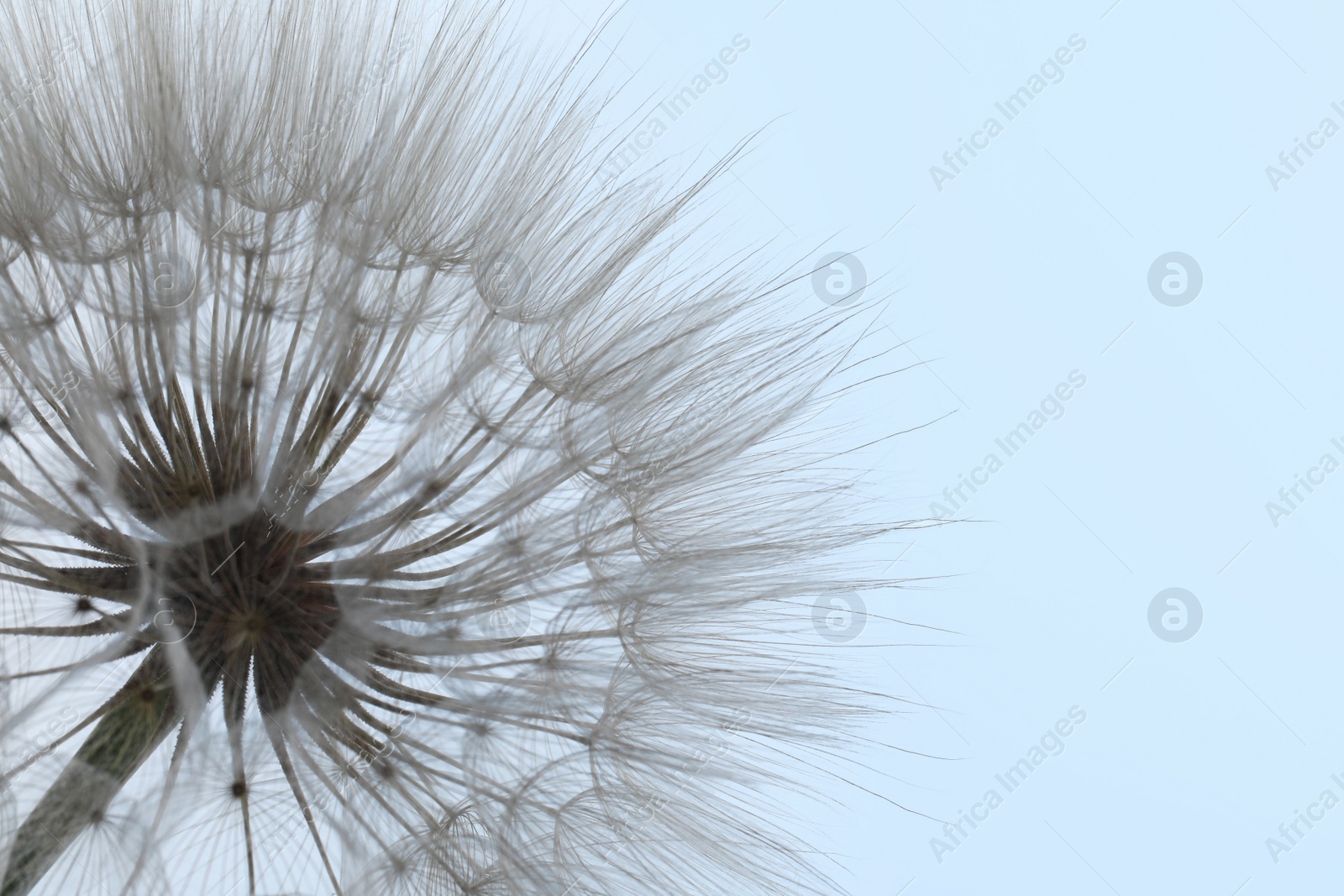 Photo of Beautiful fluffy dandelion flower on light background, closeup. Space for text
