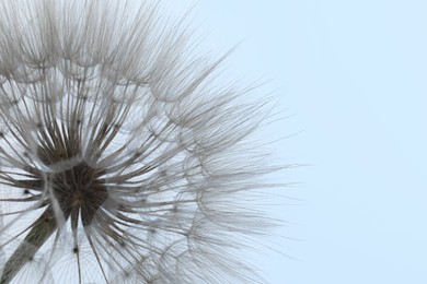 Photo of Beautiful fluffy dandelion flower on light background, closeup. Space for text