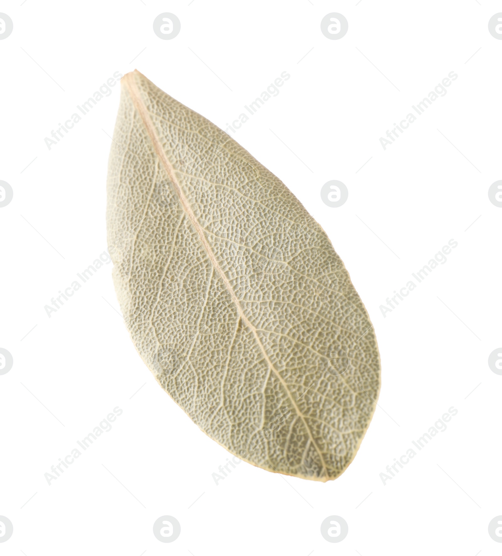 Photo of One aromatic bay leaf isolated on white