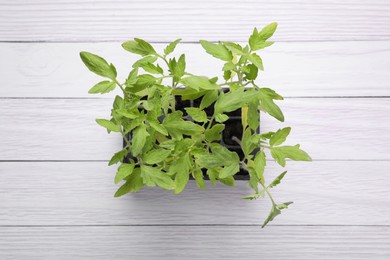 Seedlings growing in plastic container with soil on white wooden background, top view. Gardening season