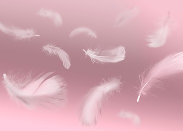 Image of Fluffy bird feathers falling on pink background