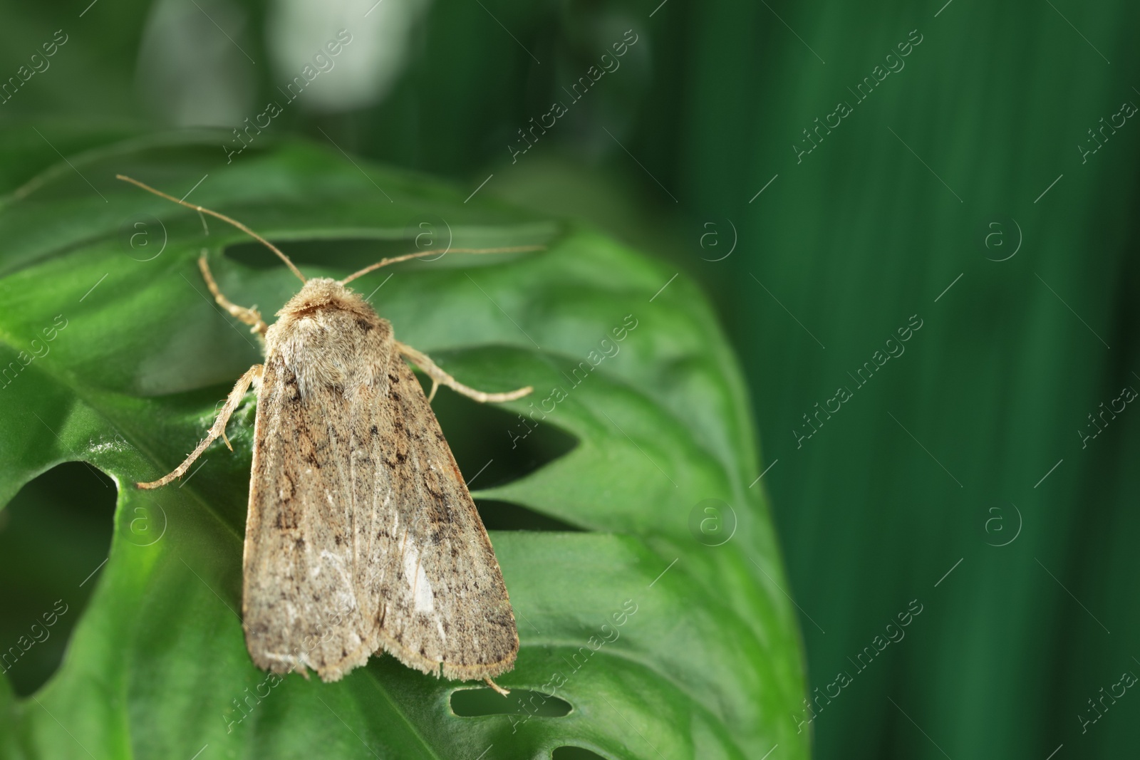 Photo of Paradrina clavipalpis moth on green leaf outdoors, space for text