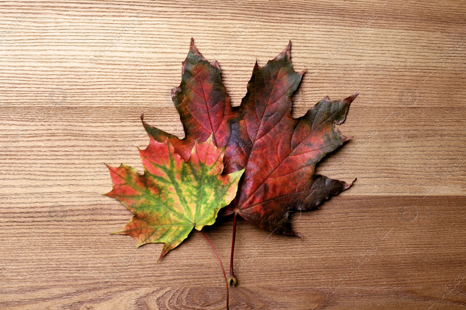 Photo of Dry autumn leaves of maple tree on wooden table, flat lay