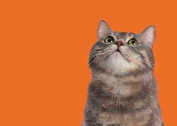 Image of Cute grey tabby cat on orange background. Space for text