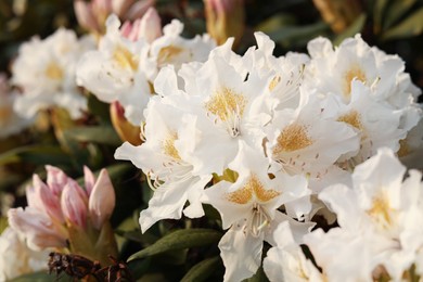 Photo of Closeup view of beautiful rhododendron flowers outdoors. Amazing spring blossom