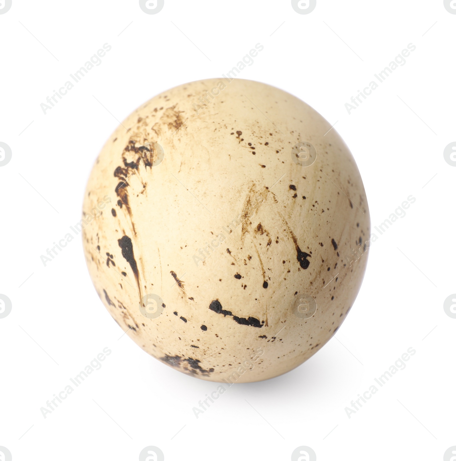 Photo of One speckled quail egg isolated on white