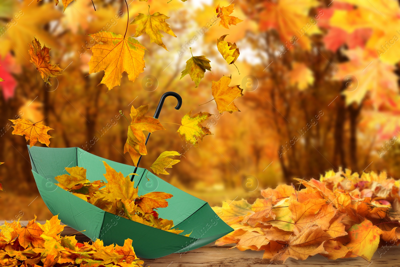 Image of Autumn atmosphere. Golden leaves flying out of green umbrella in beautiful park