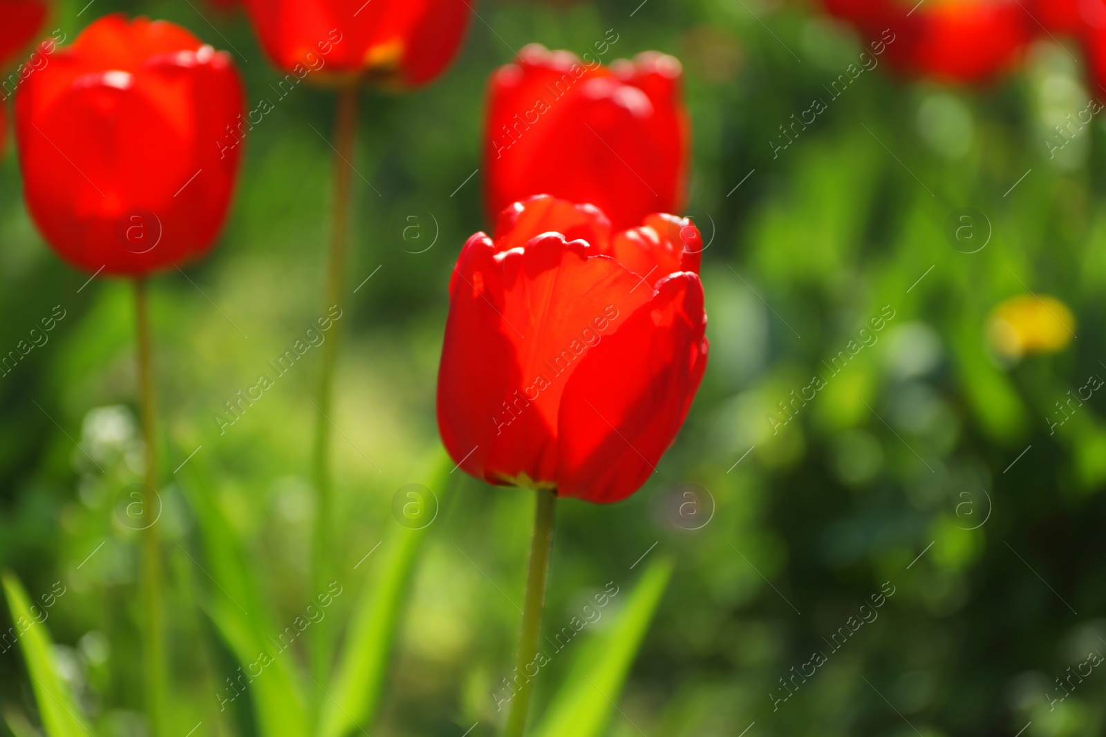 Photo of Blossoming tulips outdoors on sunny spring day