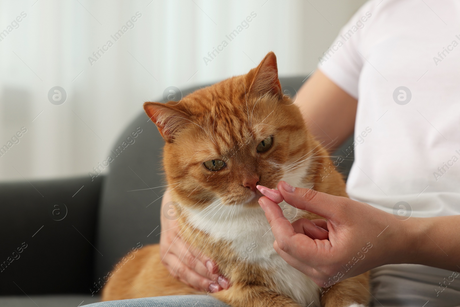 Photo of Woman giving vitamin pill to cute cat indoors, closeup