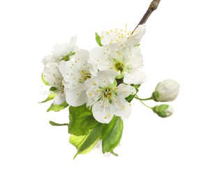 Photo of Beautiful fresh cherry blossoms isolated on white