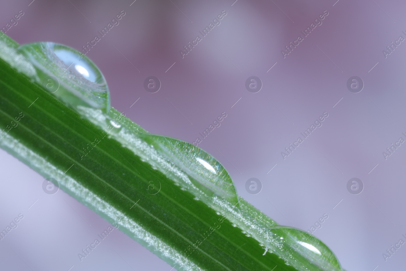Photo of Green leaf with water drops against blurred background, macro view