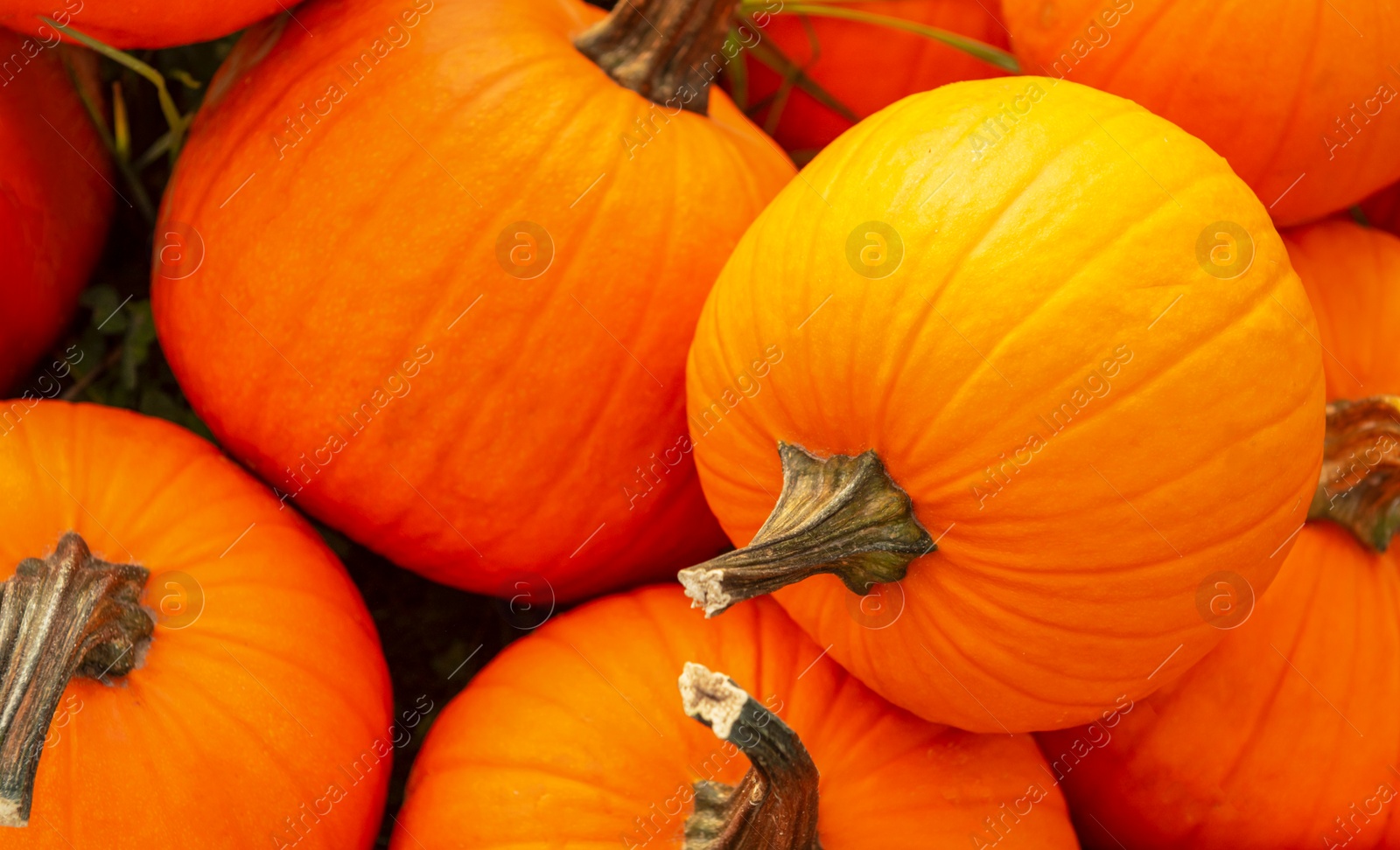 Photo of Many ripe orange pumpkins on grass, top view