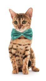 Cute Bengal cat with turquoise bow tie on white background