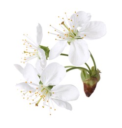 Photo of Spring branch with beautiful blossoms and leaves isolated on white