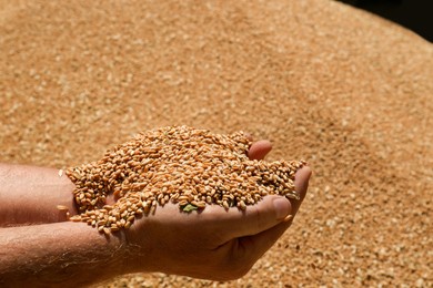 Photo of Man holding wheat grains in hands, closeup view