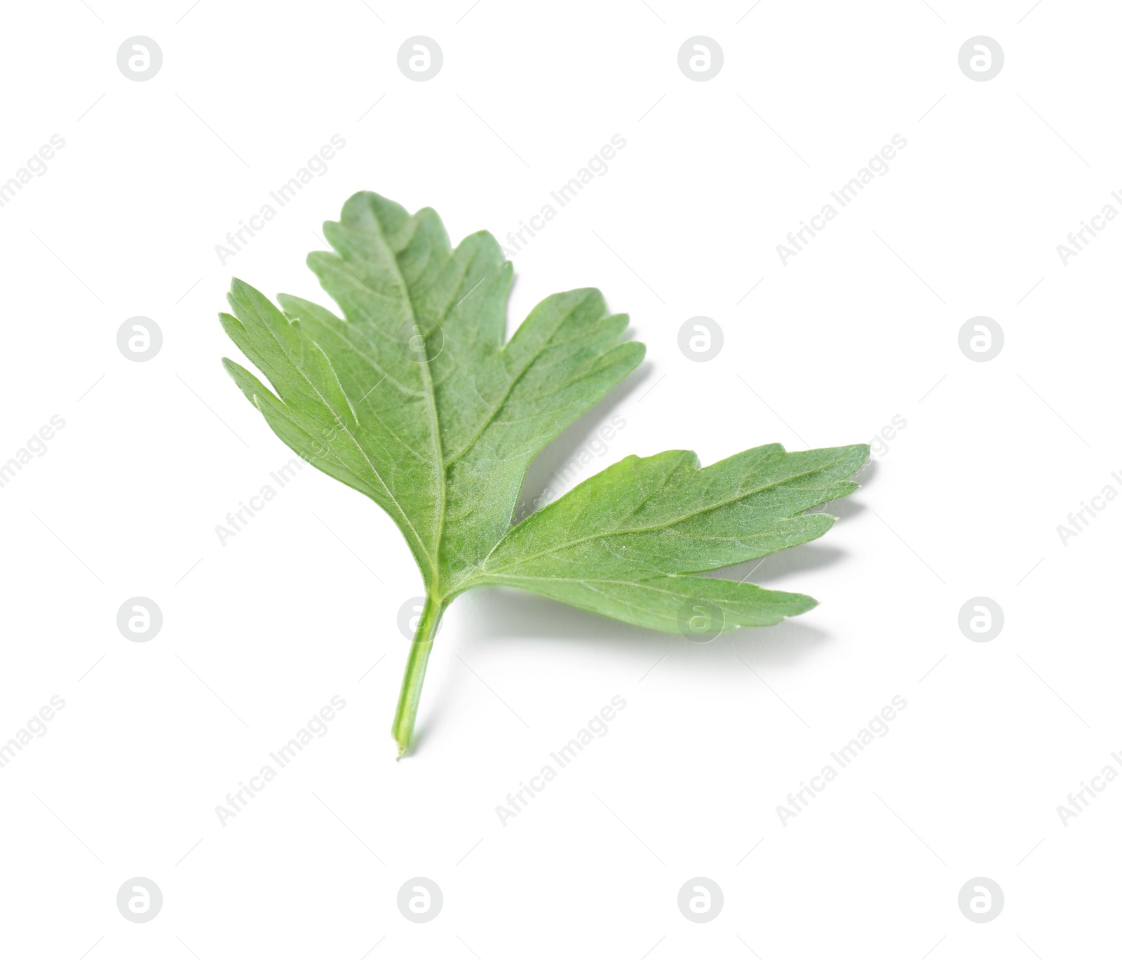 Photo of Fresh green organic parsley on white background