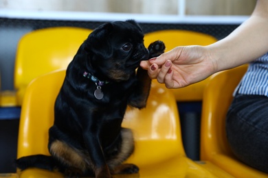 Owner with cute black Petit Brabancon on yellow chair at dog show